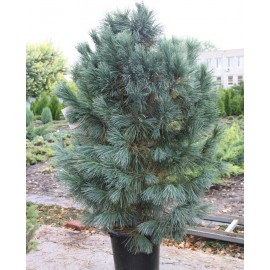 Сосна веймутовая